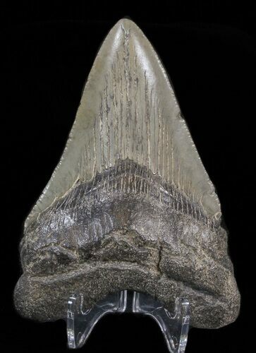 Megalodon Tooth - South Carolina #39938